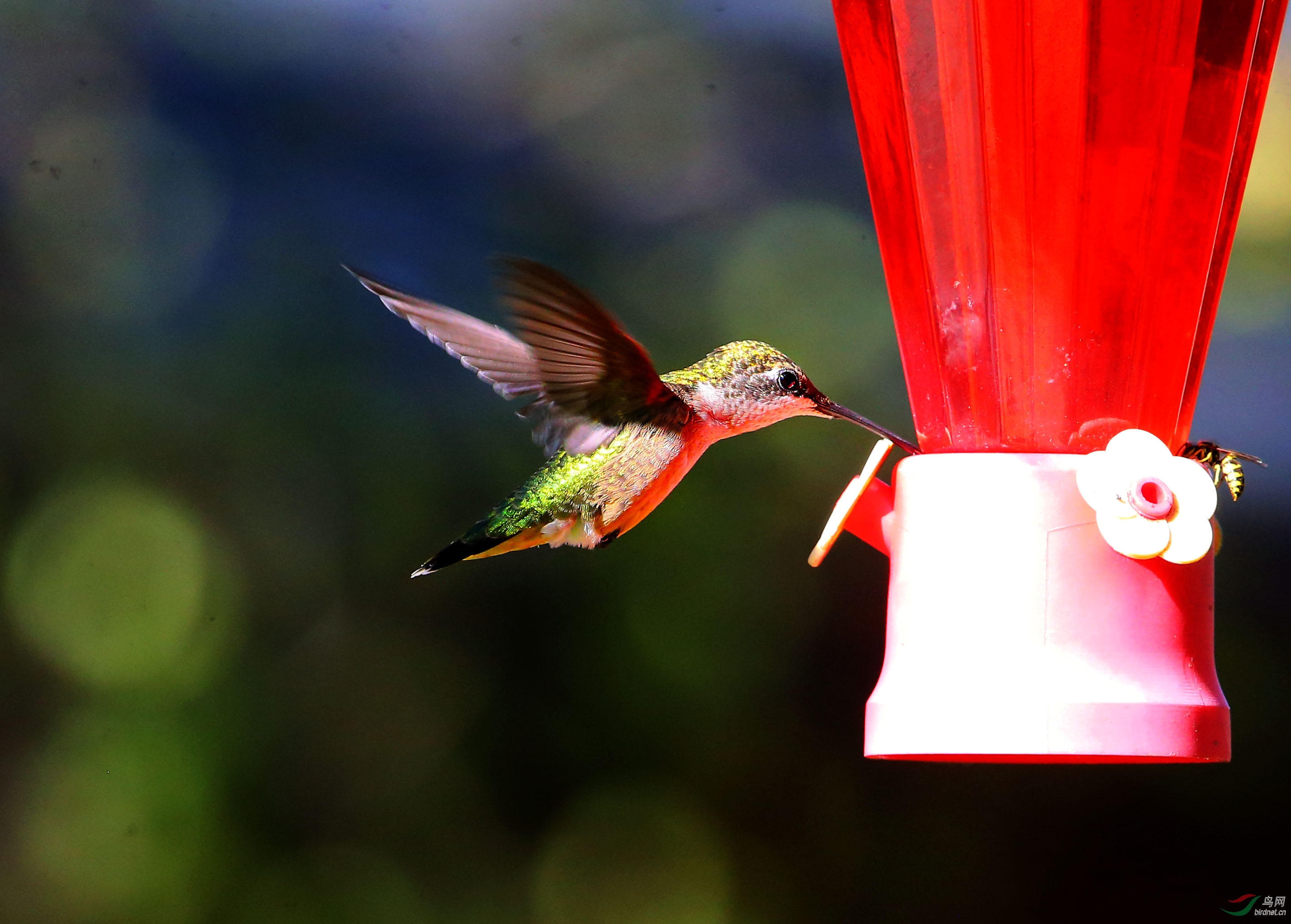 飞羽翩翩蜂鸟