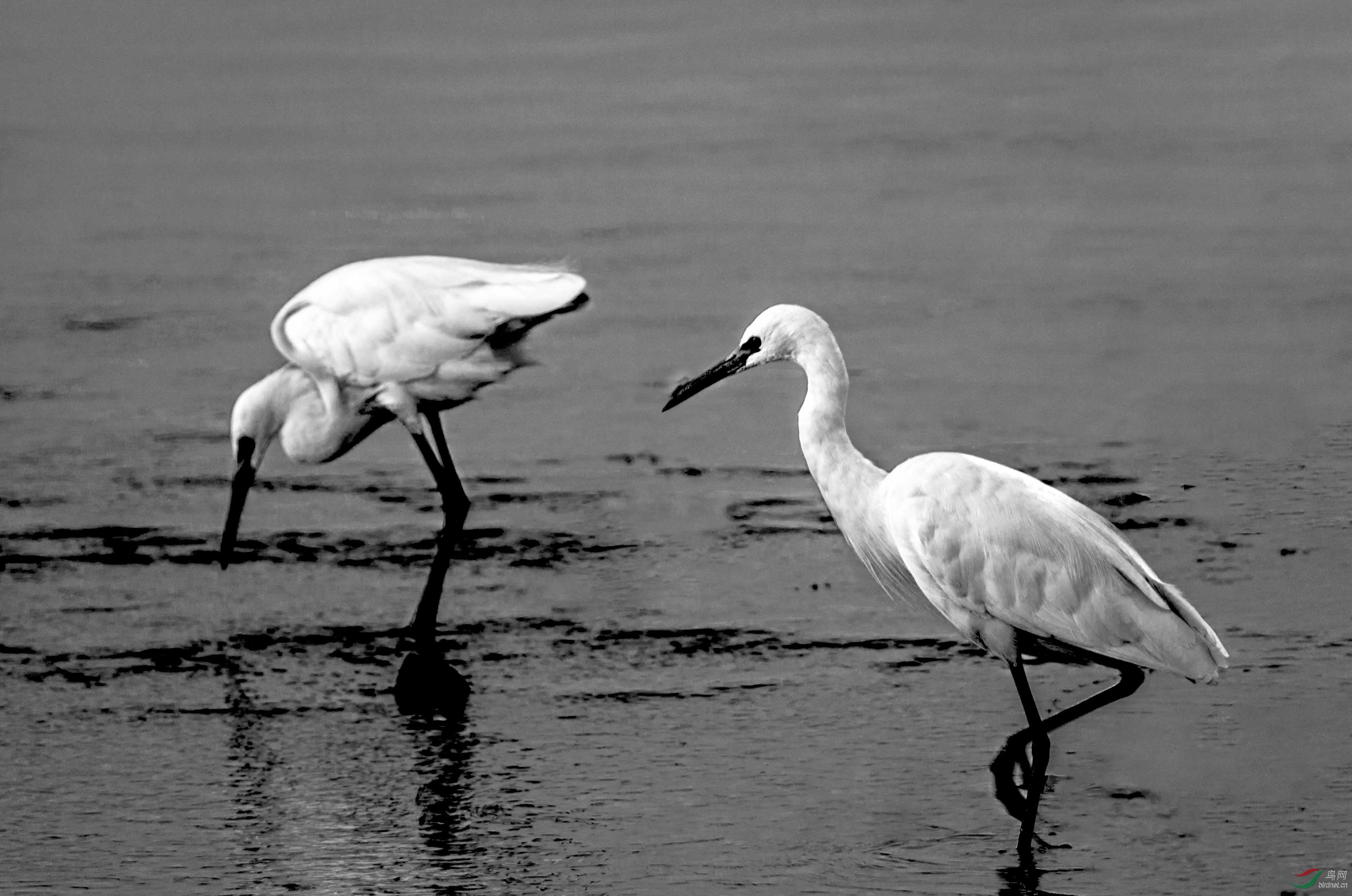 黑白大白鹭生活剪辑2