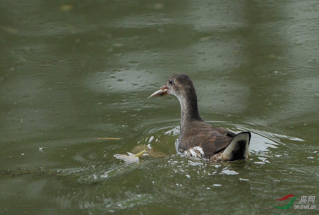 DSC_4949.jpg
