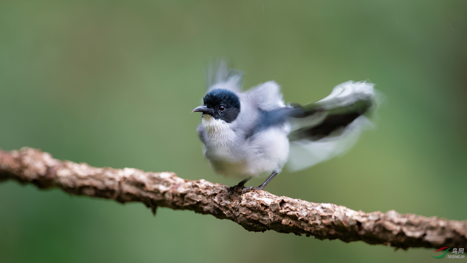 慢门拍黑头奇鹛
