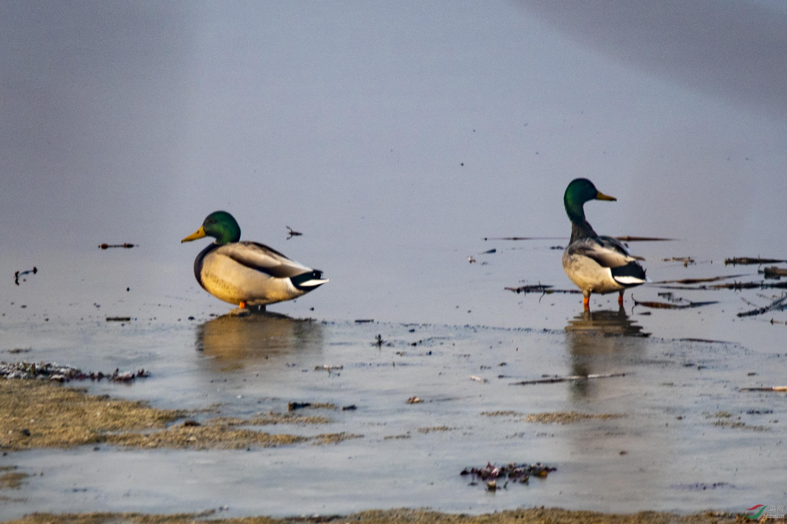 D50_0185.jpg