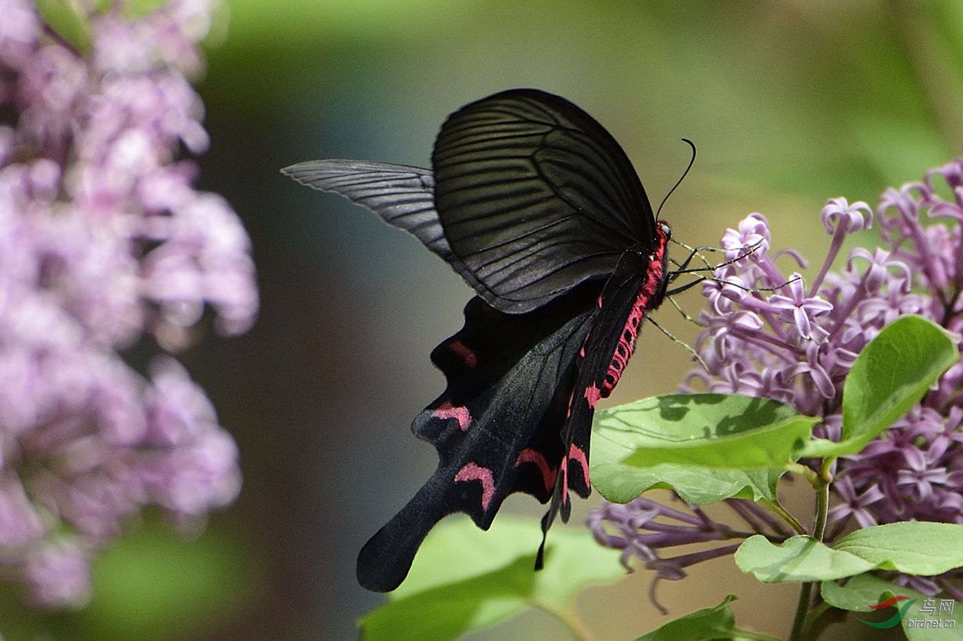 _D4S4304_17455a.jpg