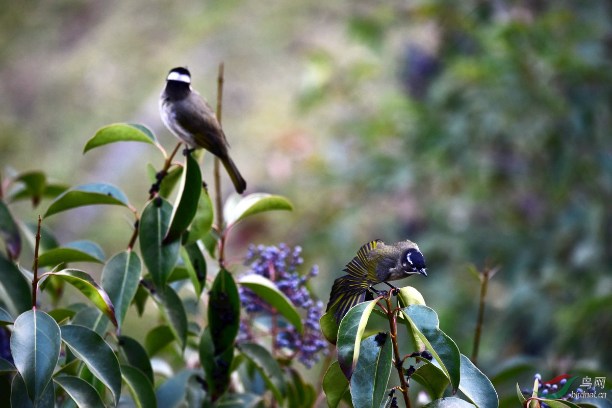 _DSC8250.jpg