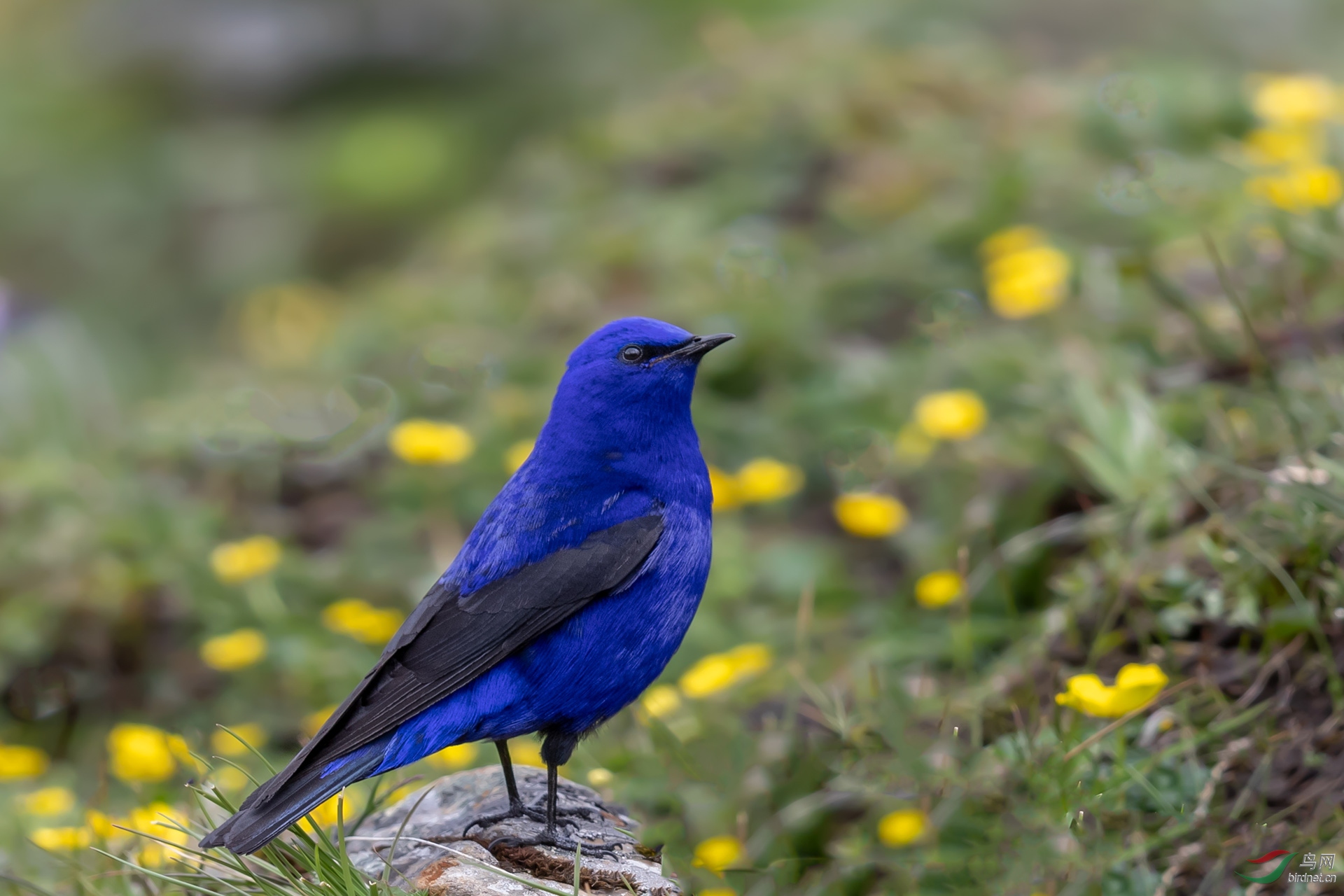 祝福老师六六大顺!