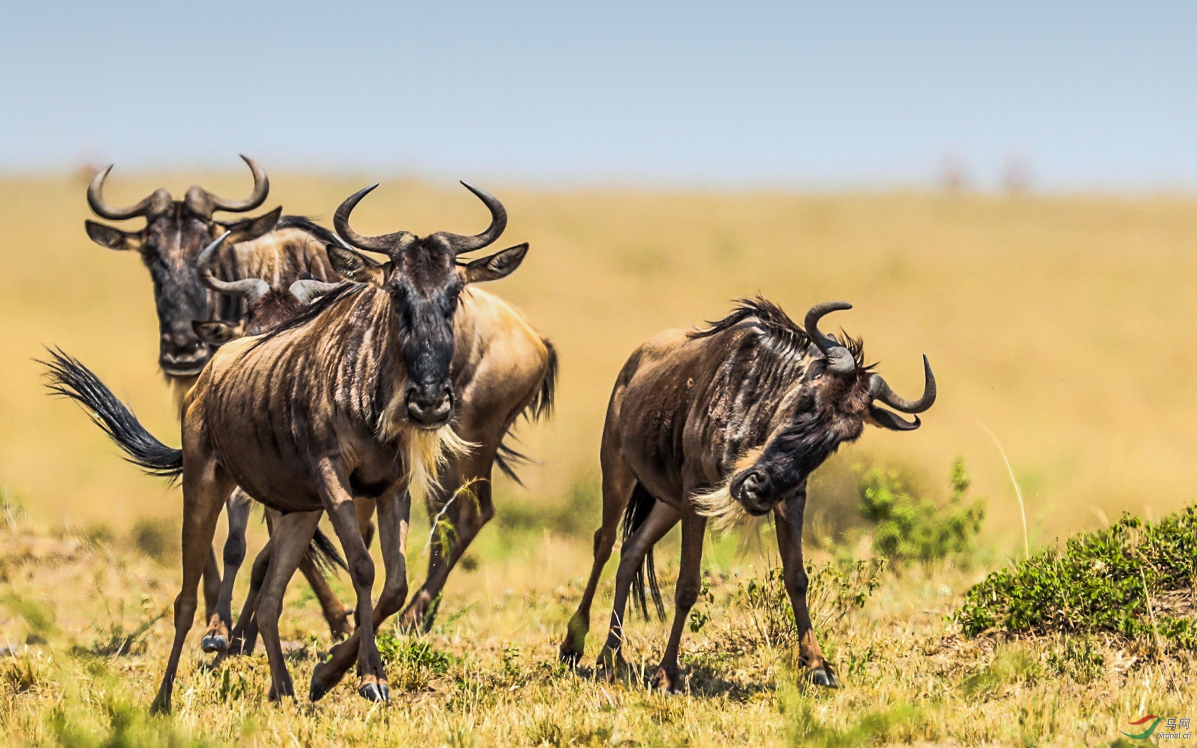 迎面过来角马打招呼