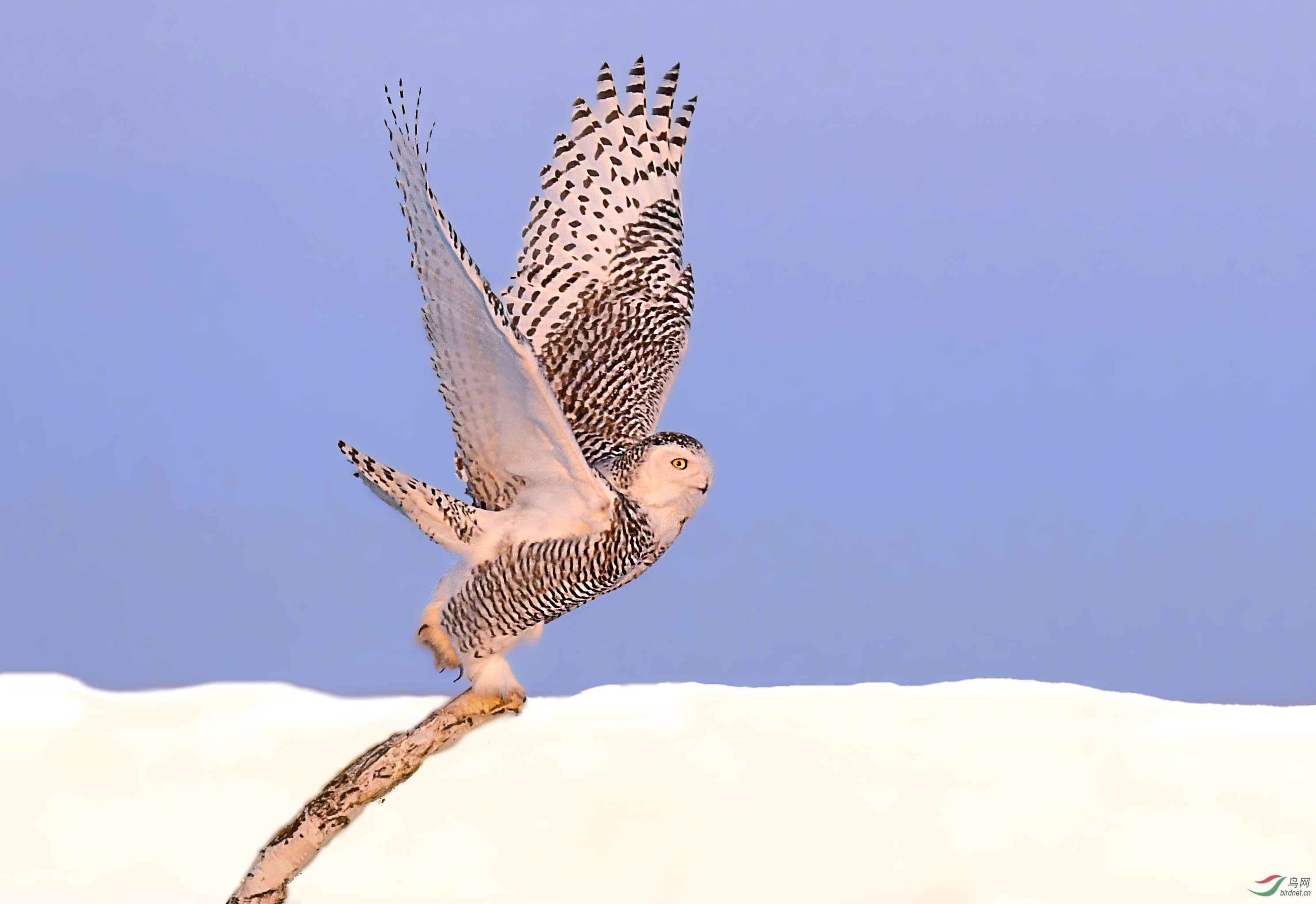 DSC_9493ff.jpg