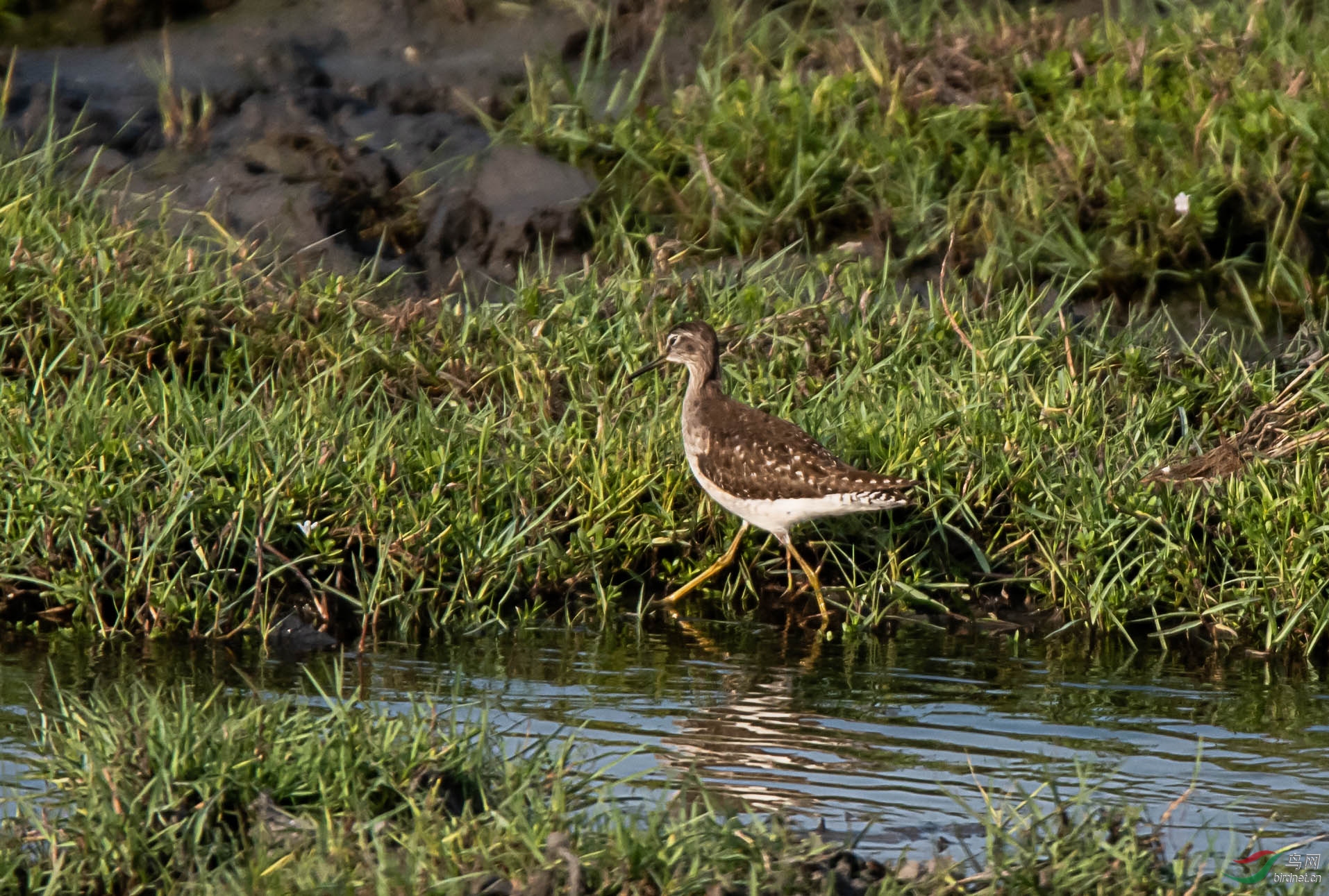 _DSC7378ab.jpg