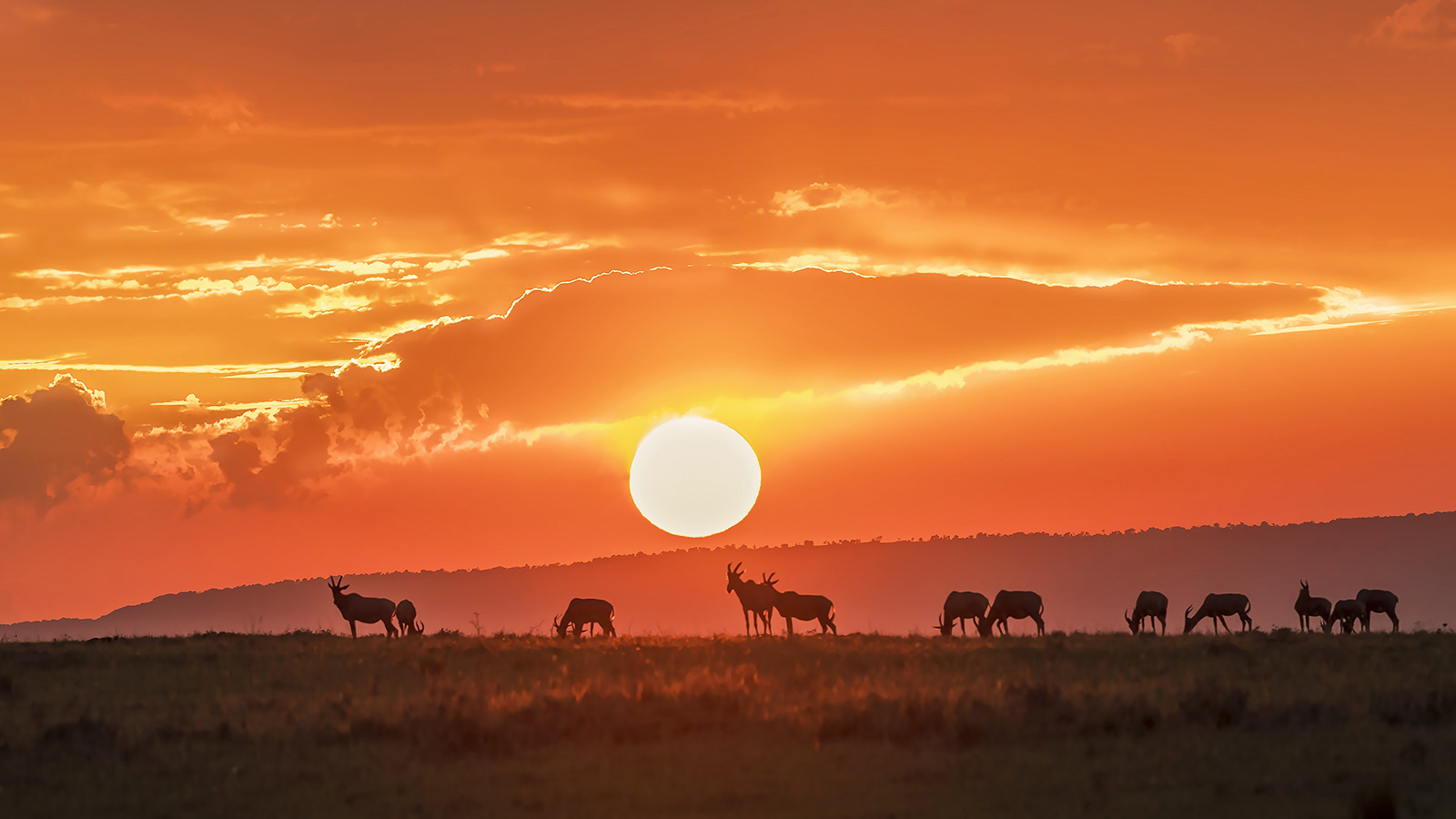 �����ڷ��޿����� ���� �������������ԭ�� һȺת��ţ����Ϧ������ʳ.jpg