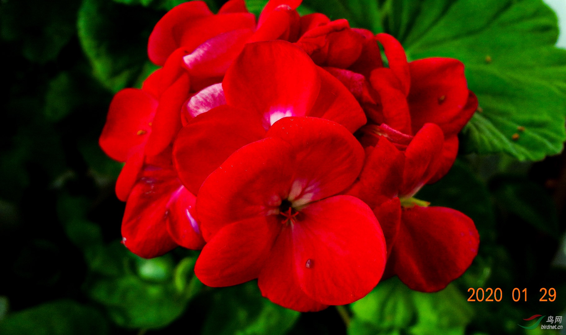 天竺兰花常年开花