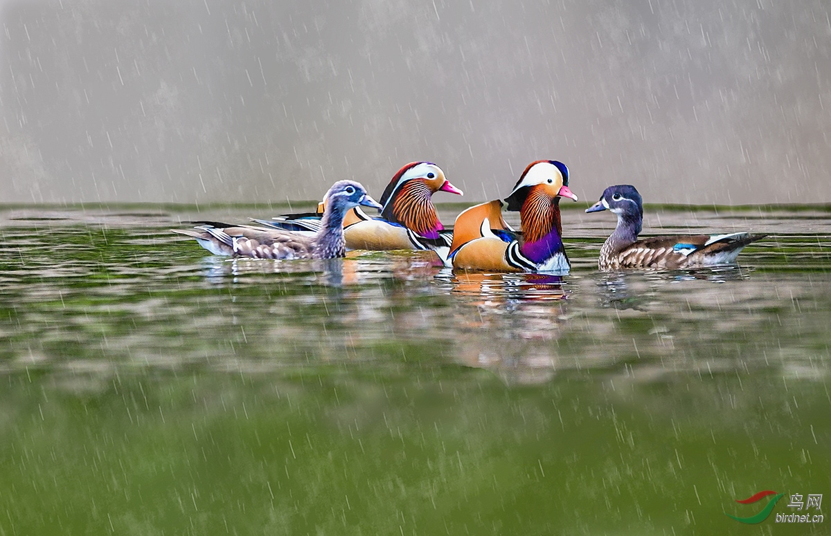DSC_8090-1.jpg