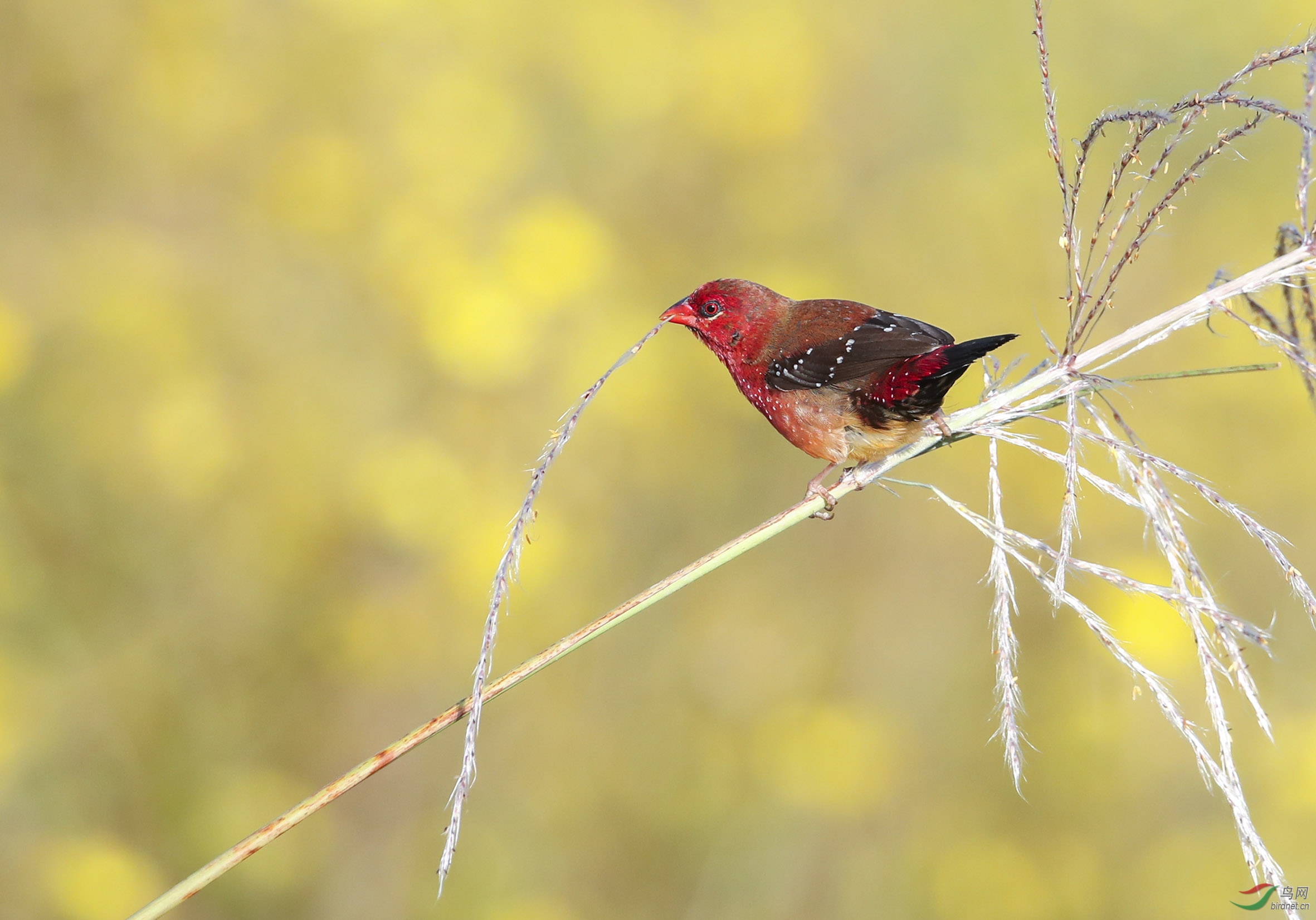 BT1I0229��jp�� (7).jpg