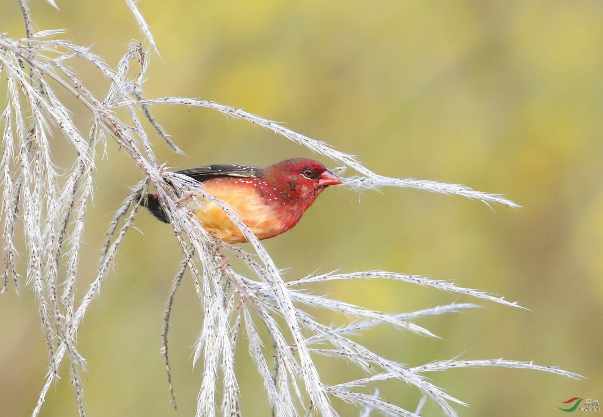 BT1I0229��jp�� (10).jpg