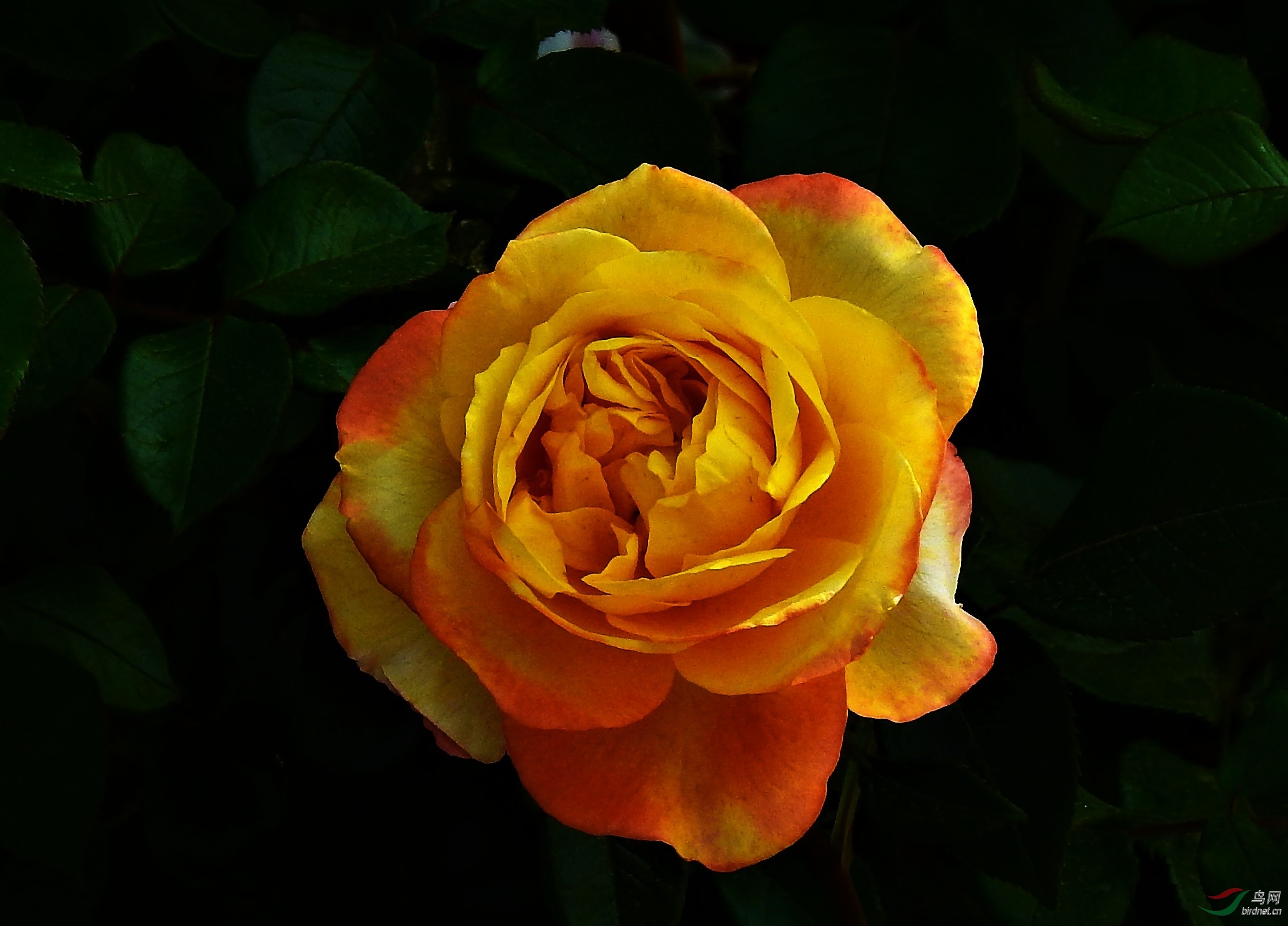 DSCN2906.JPG