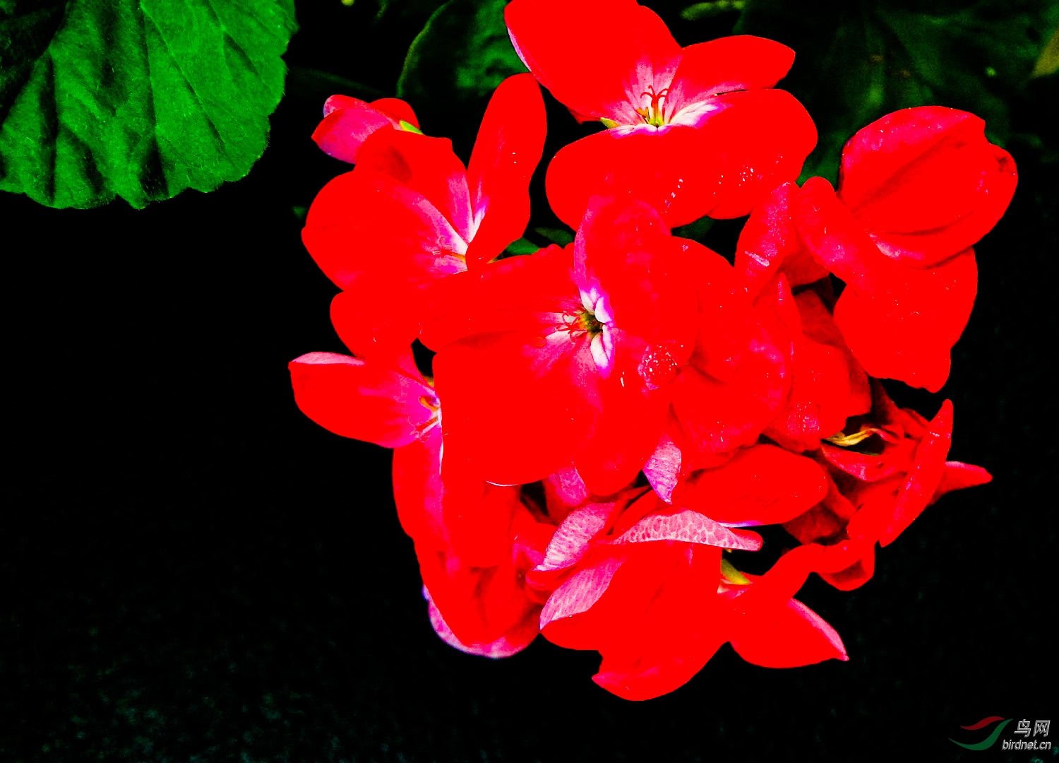 一朵红花好漂亮