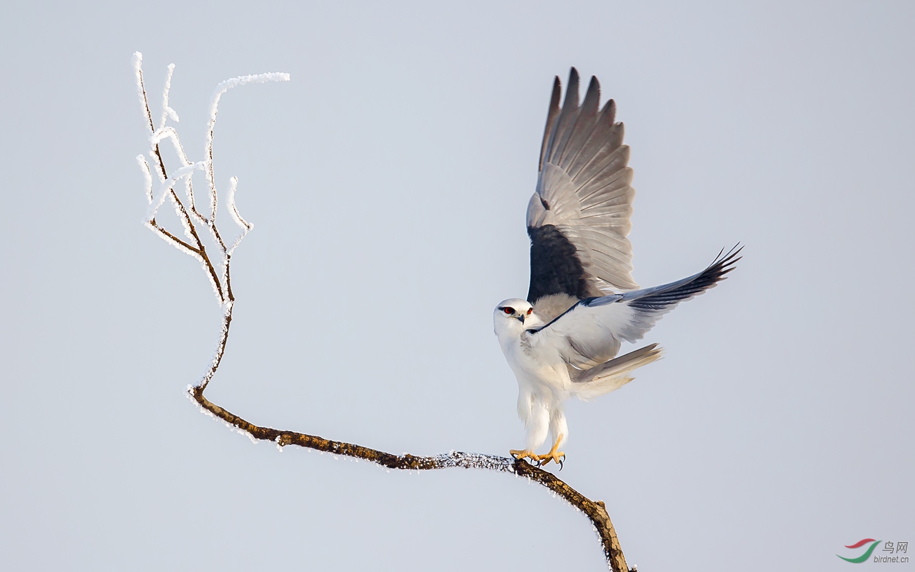 冰花黑翅鸢贺获鸟网首页鸟类精华