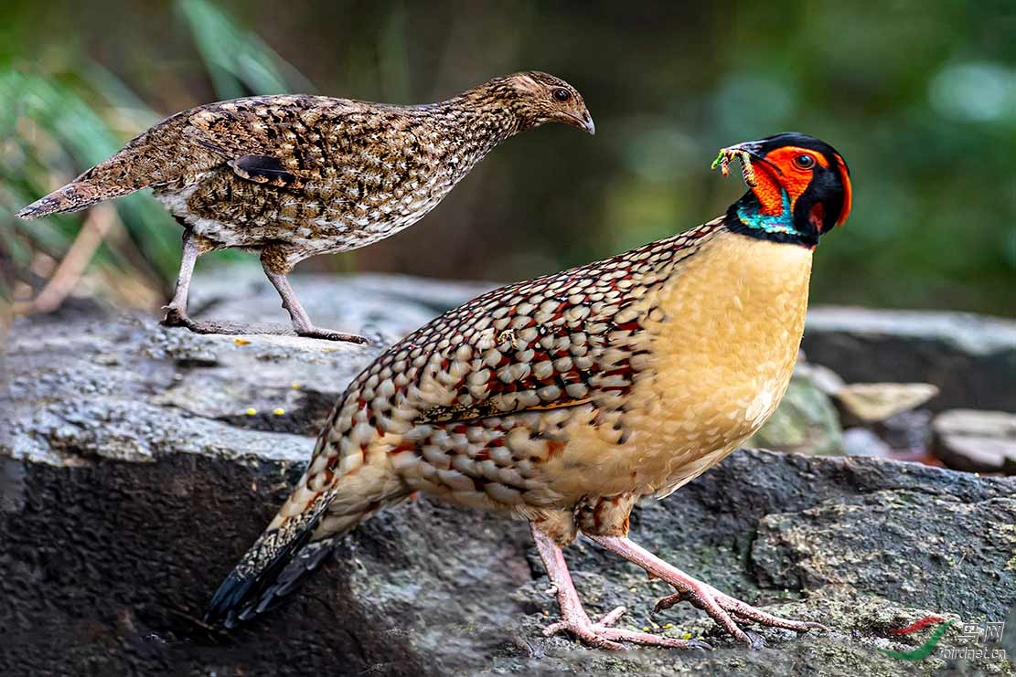 黄腹角雉