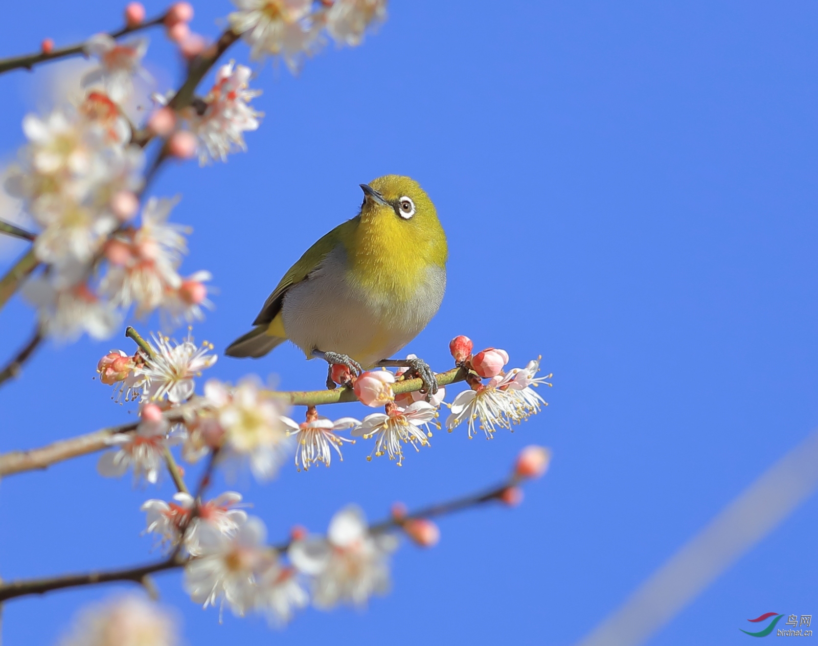 [林鸟] 春天里的小鸟---【绣眼】