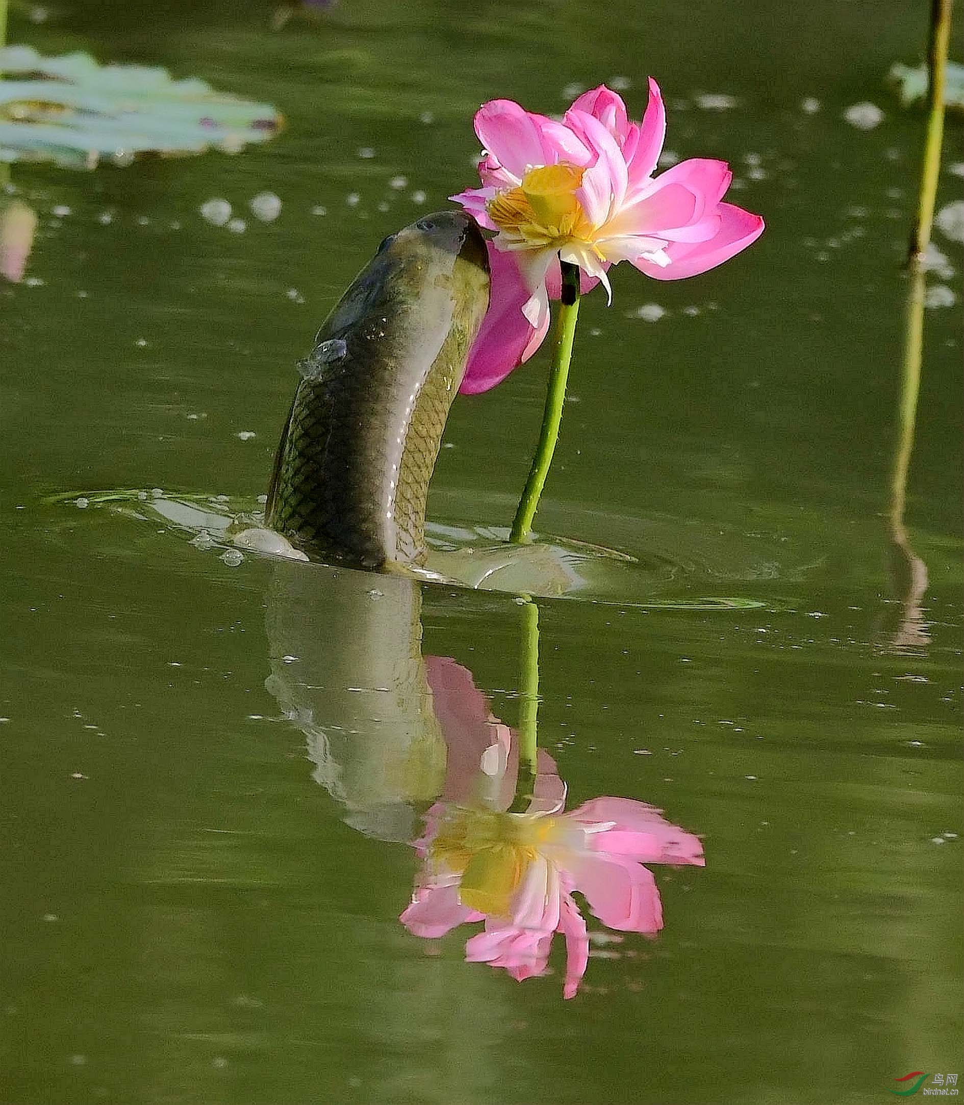 魚吃荷花