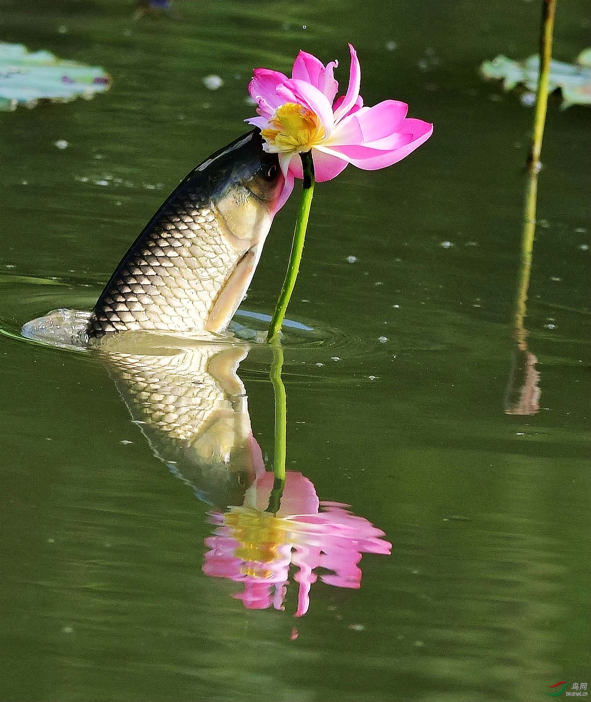 鱼吃荷花