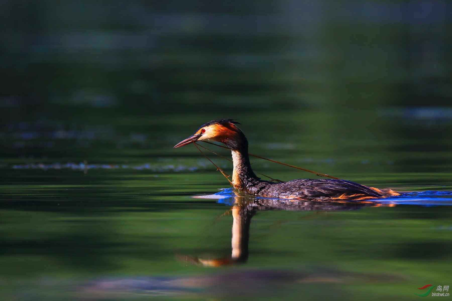 ��ͷ����