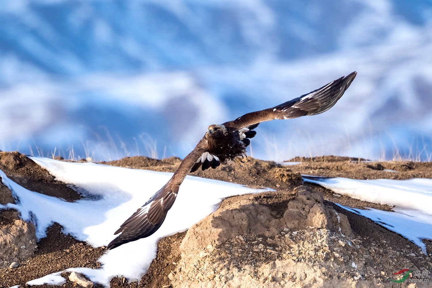 若尔盖草原的金雕 贺获鸟网首页鸟类精华!