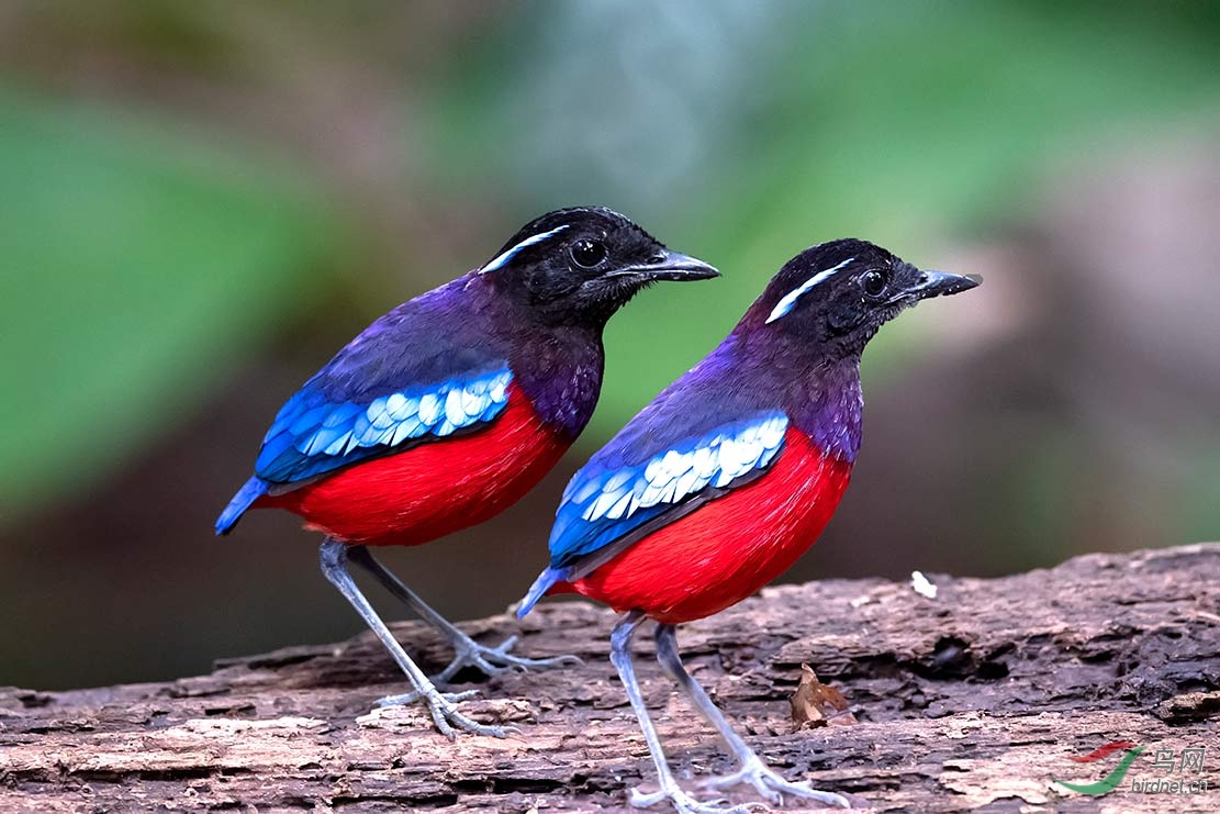 黑头八色鸫祝贺荣获首页精华