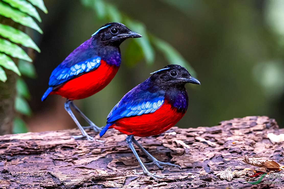 黑头八色鸫祝贺荣获首页精华