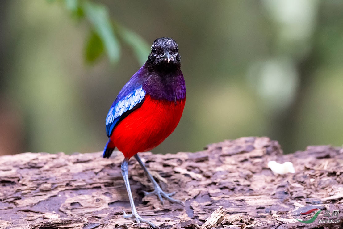 黑头八色鸫祝贺荣获首页精华