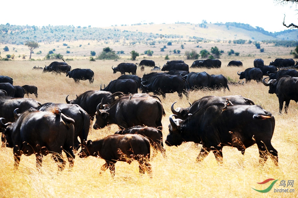 非洲草原野牛群