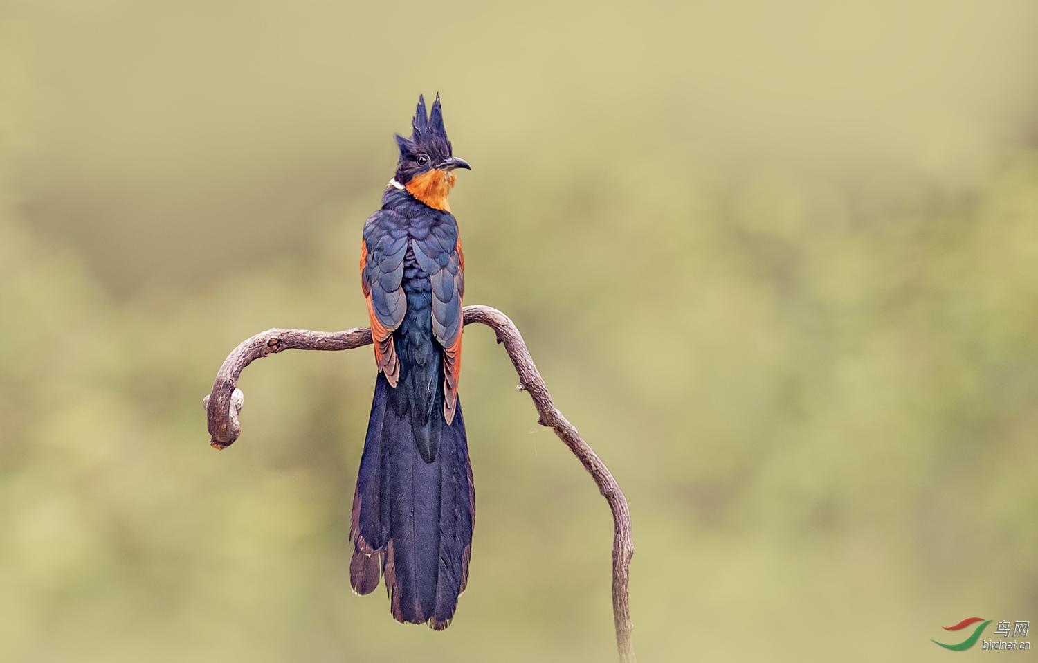 红翅凤头鹃祝贺荣获本版佳作