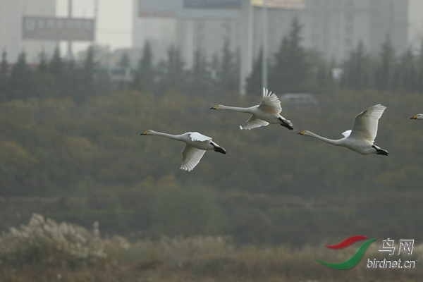 _E8J2170.jpg