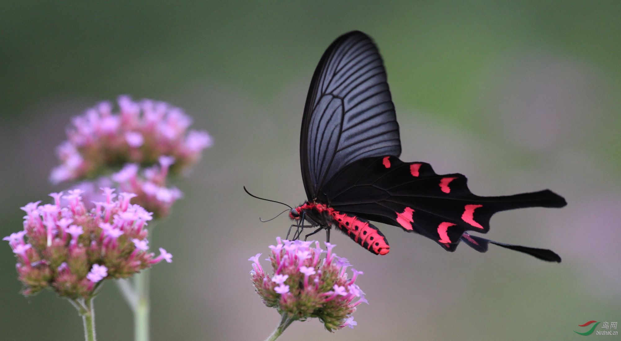 请教是红珠凤蝶吗谢谢