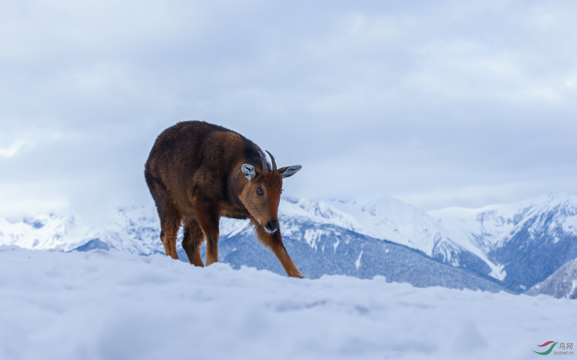 力拔山兮(喜山斑羚)(荣获动物精华)
