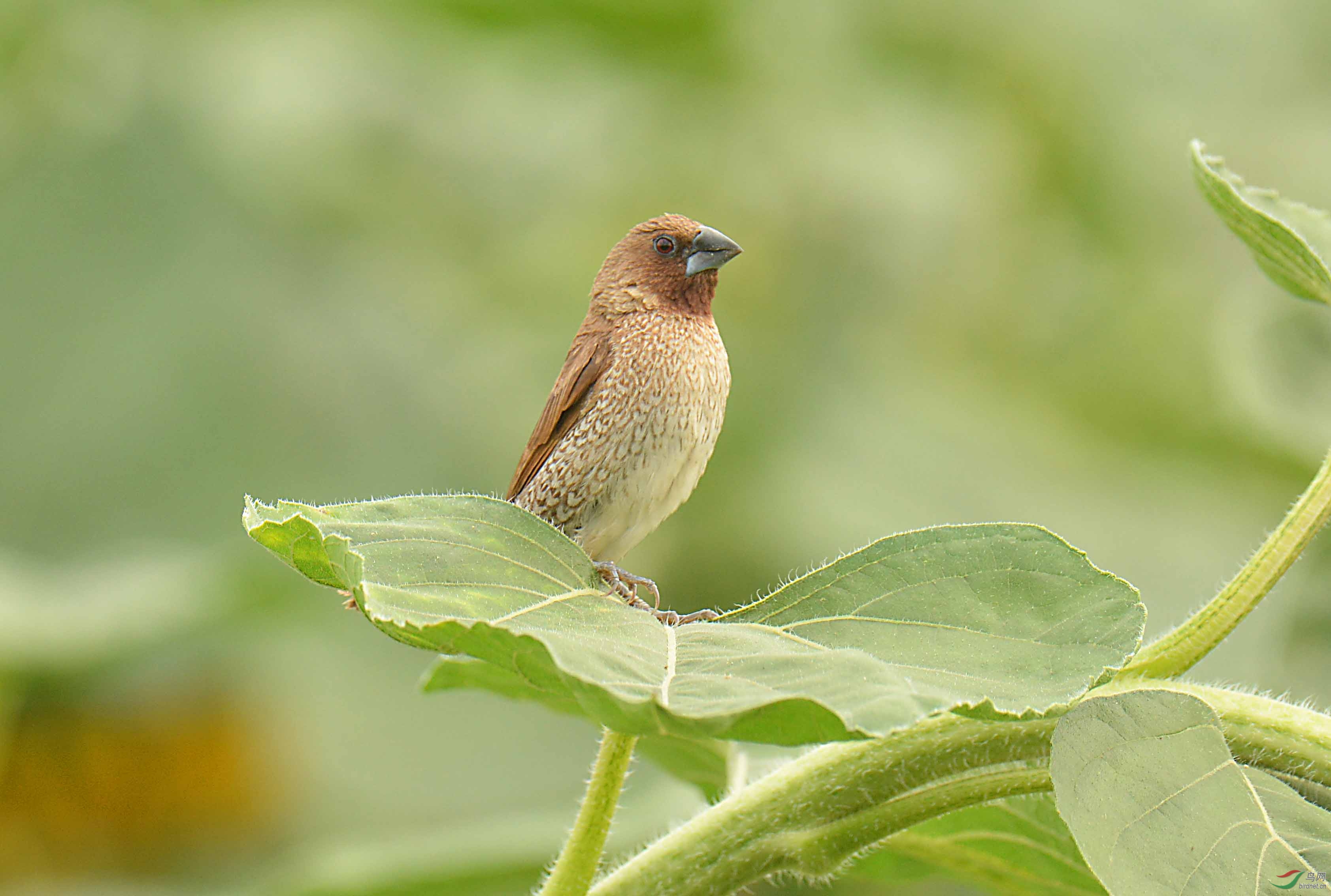 葵叶上的斑文鸟