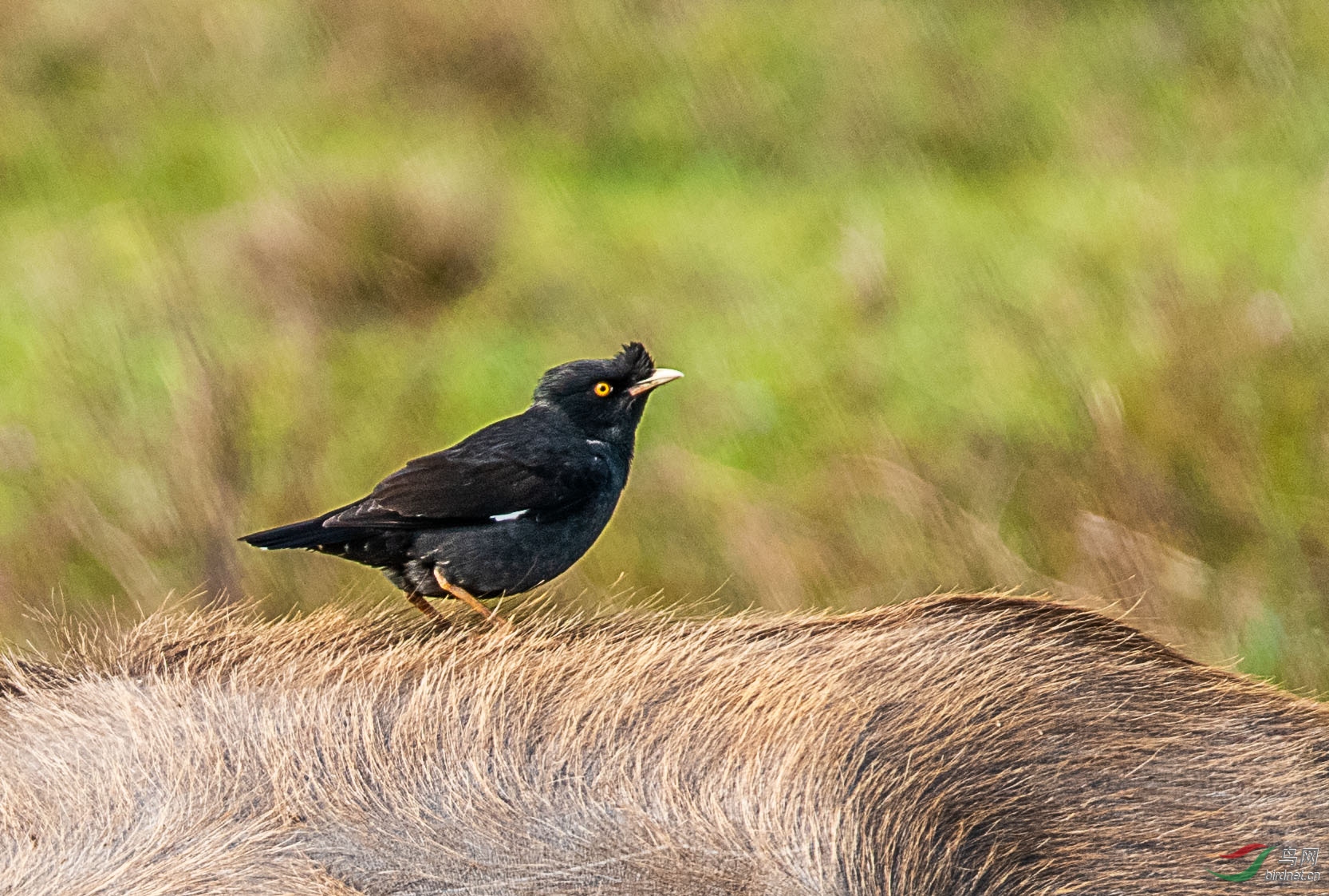 _DSC7223ab.jpg