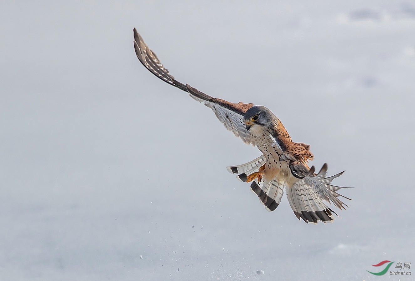 ������Ӱ