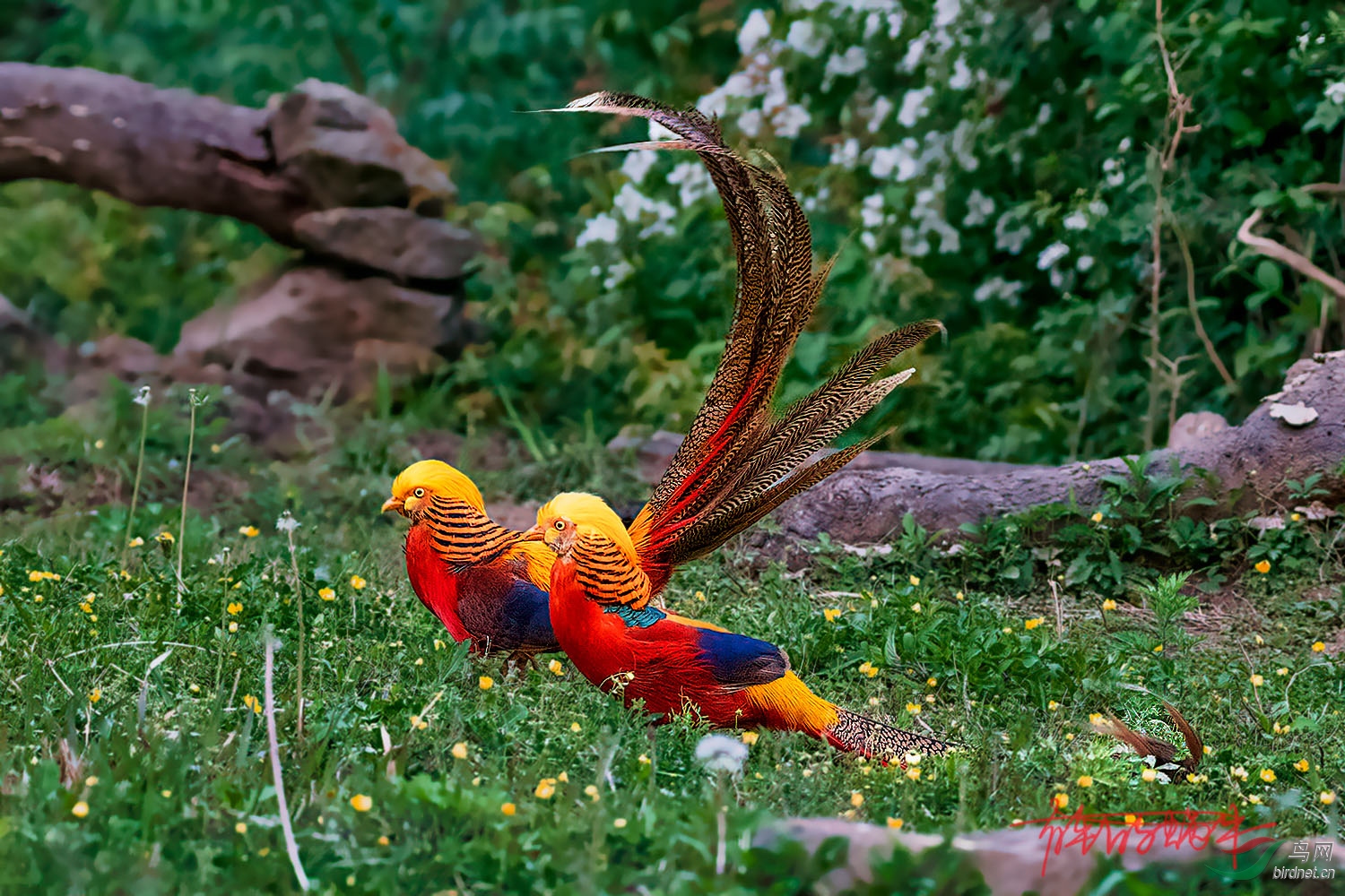 DSC_2187-.jpg