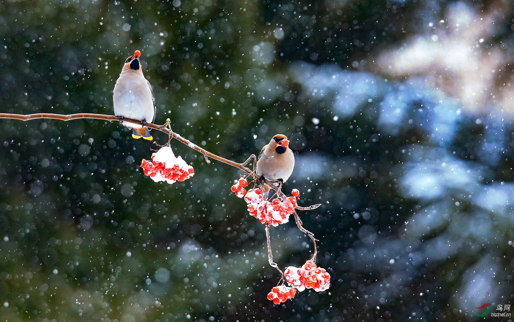 北风吹雪花飘