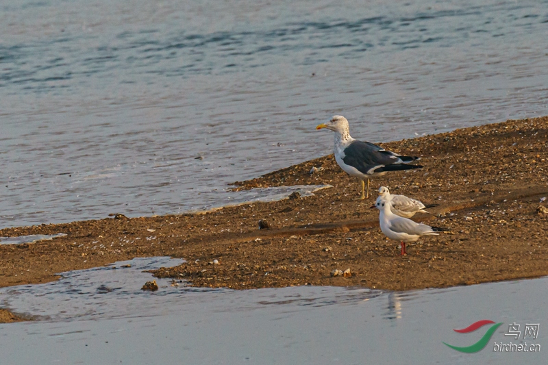 С�ڱ���Ÿ20181124��� (2)_����.jpg