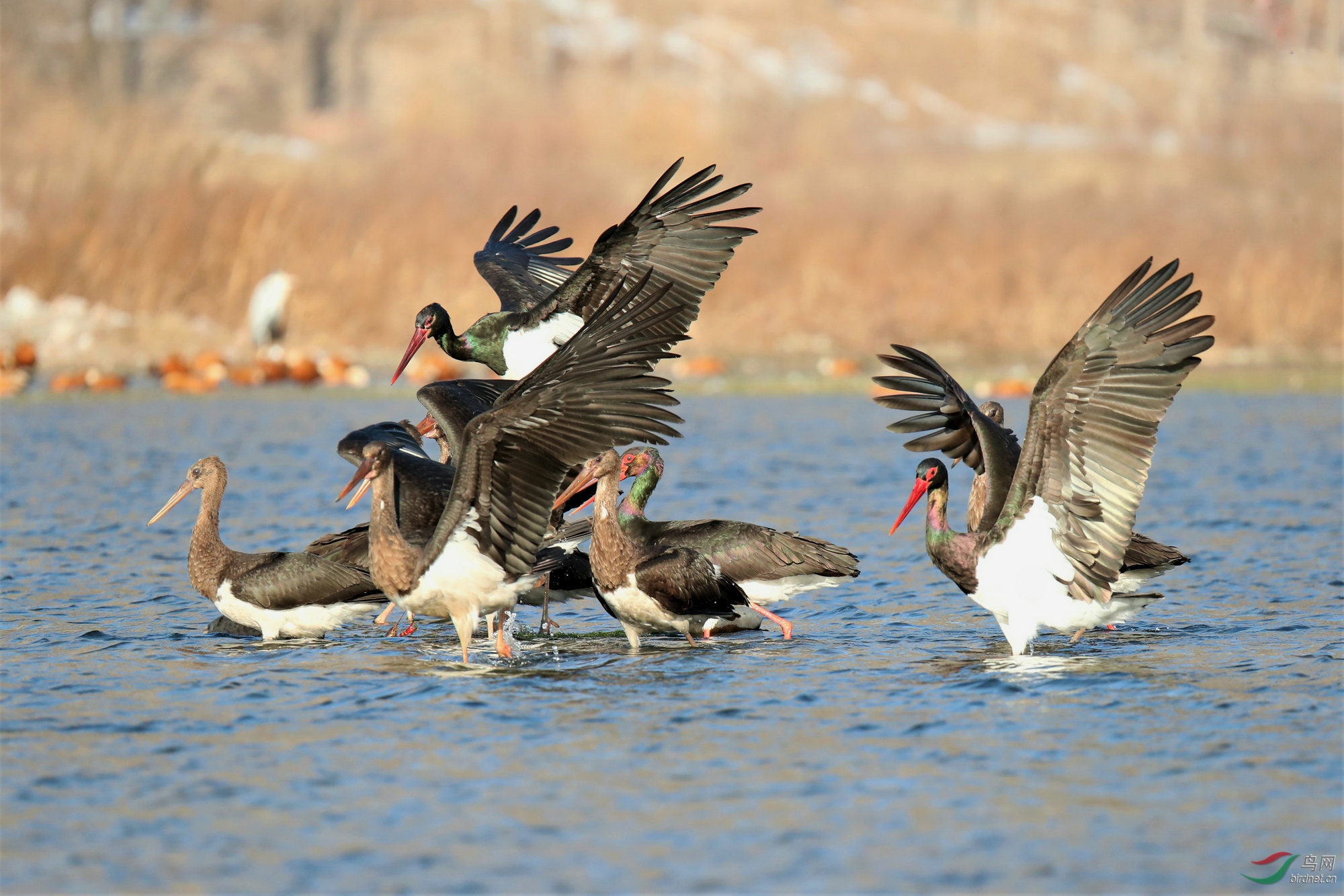 AN9I7898 - ����.jpg