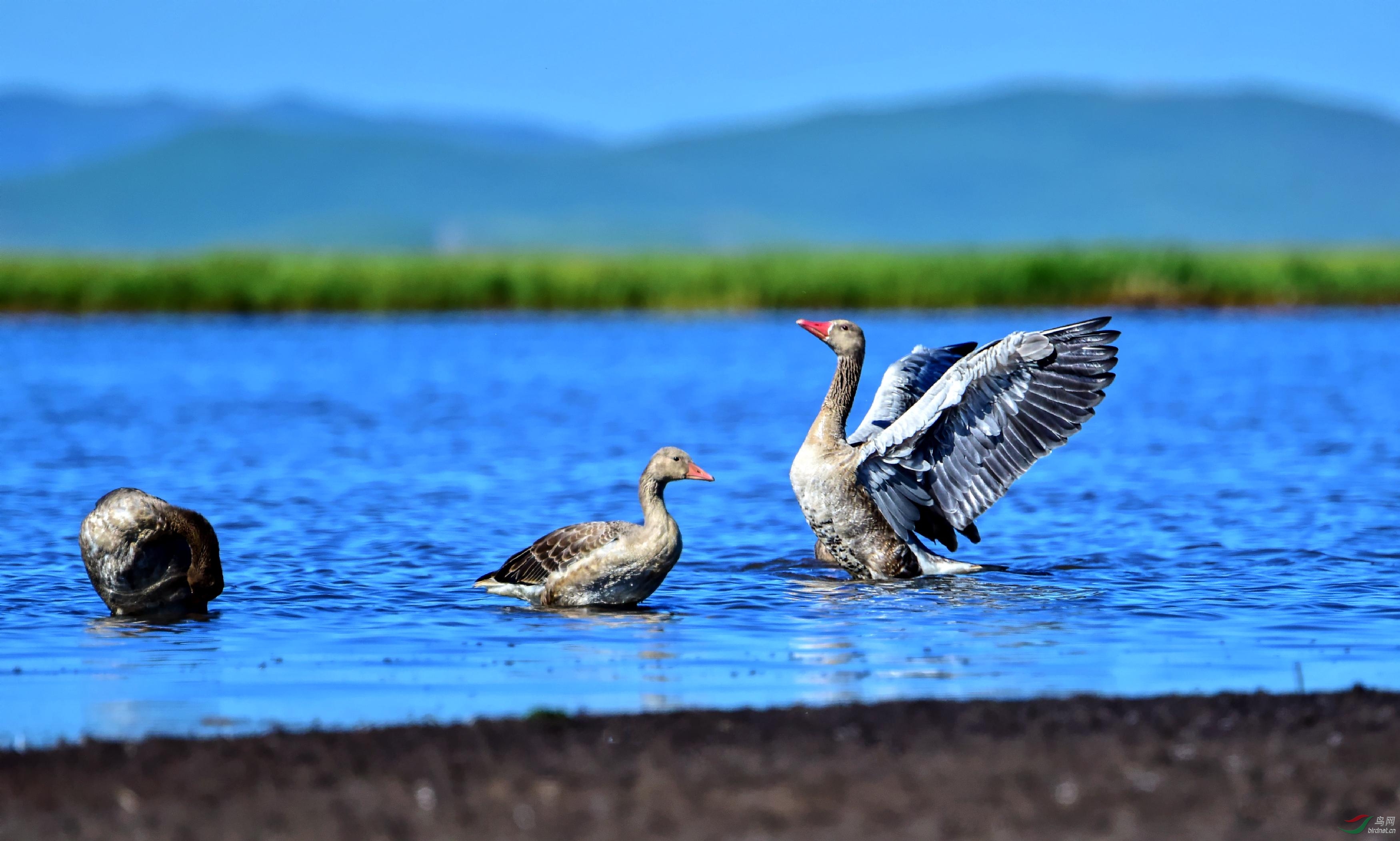 DSC_2968_conew4.jpg