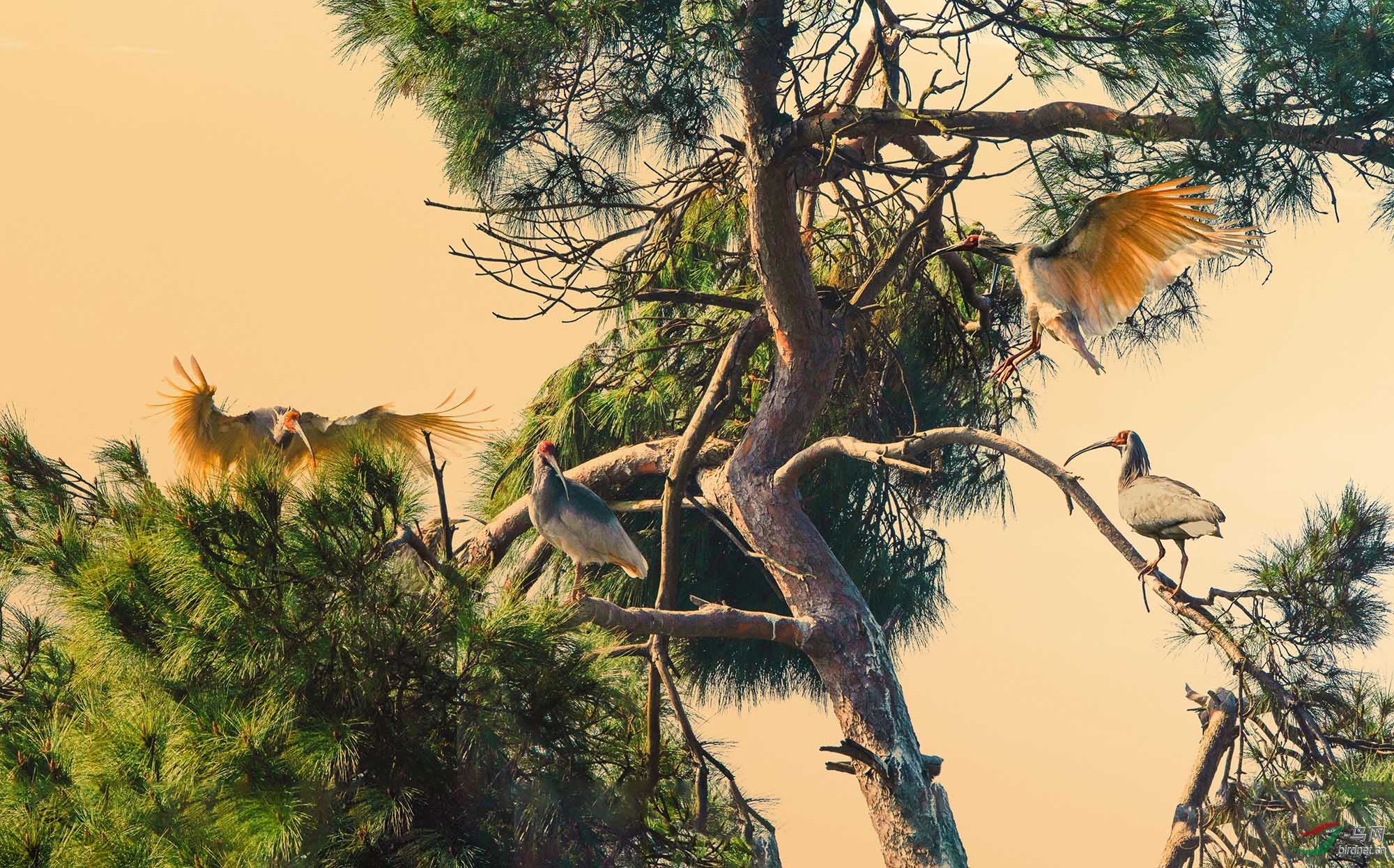 松树上休闲的朱鹮