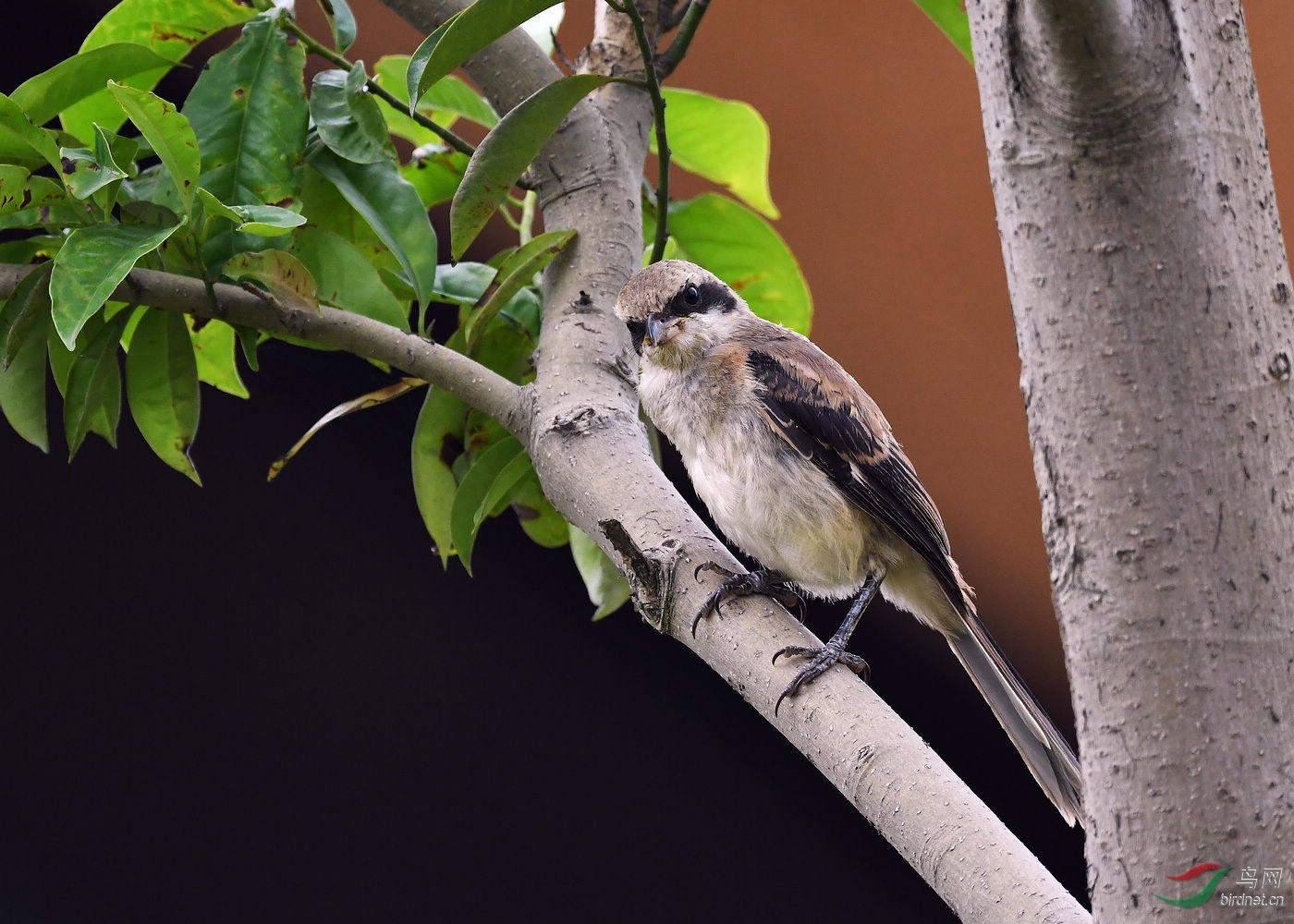 树叉上的小伯劳