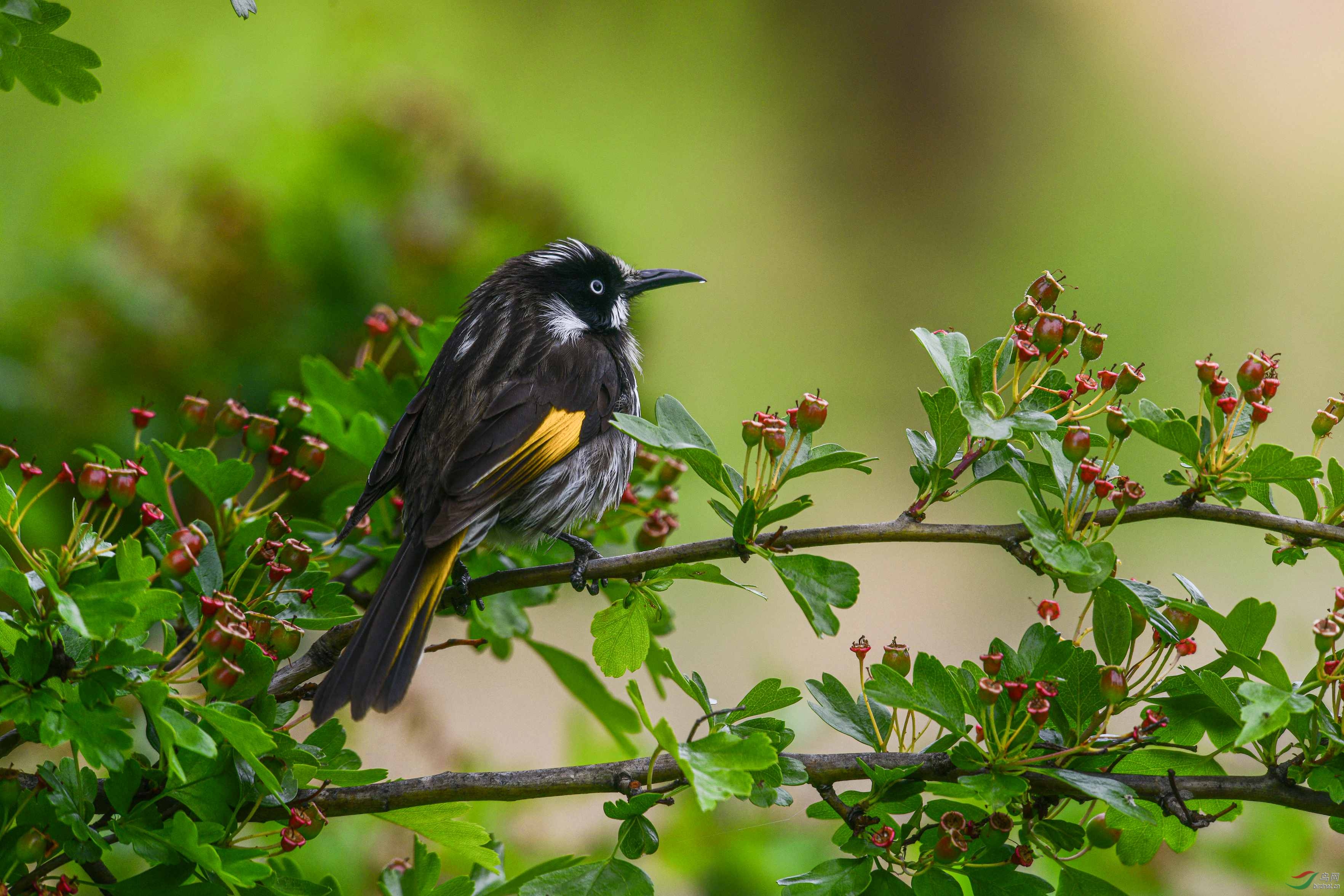 文phylidonyris novaehollandiae,英文名yellow-winged honeyeater,是