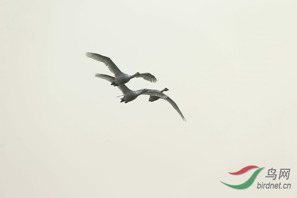 _E8J2215.jpg