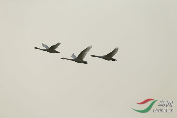 _E8J2393.jpg
