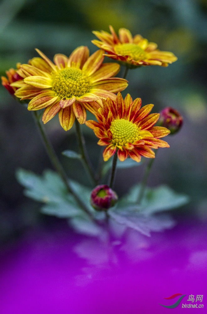 虚实对比展现菊花美(小图) 闫焕宝 1378125018.jpg