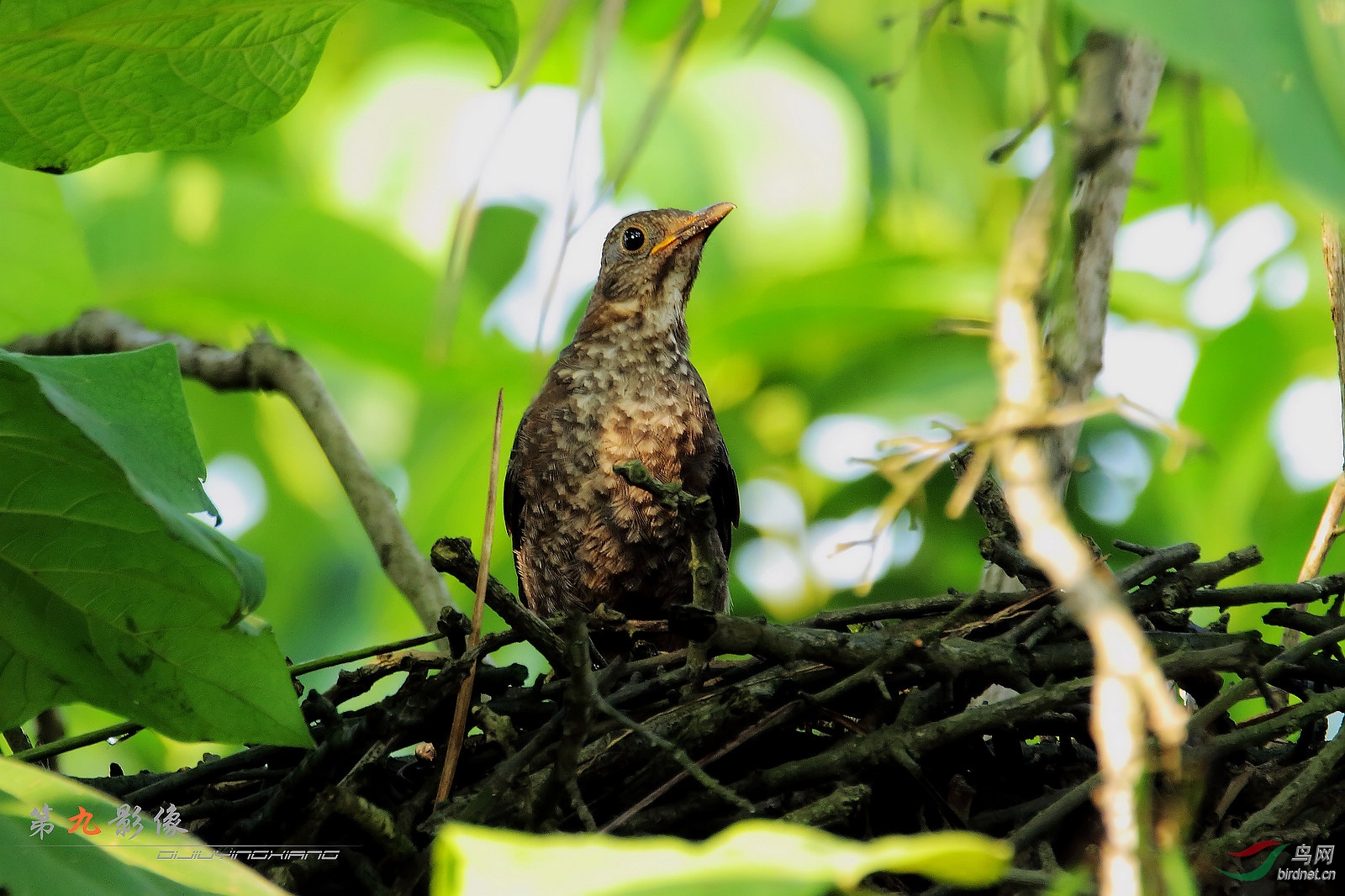 请教这是什么鸟?