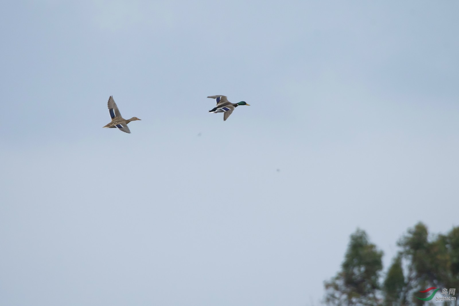 _DSC9001a.jpg