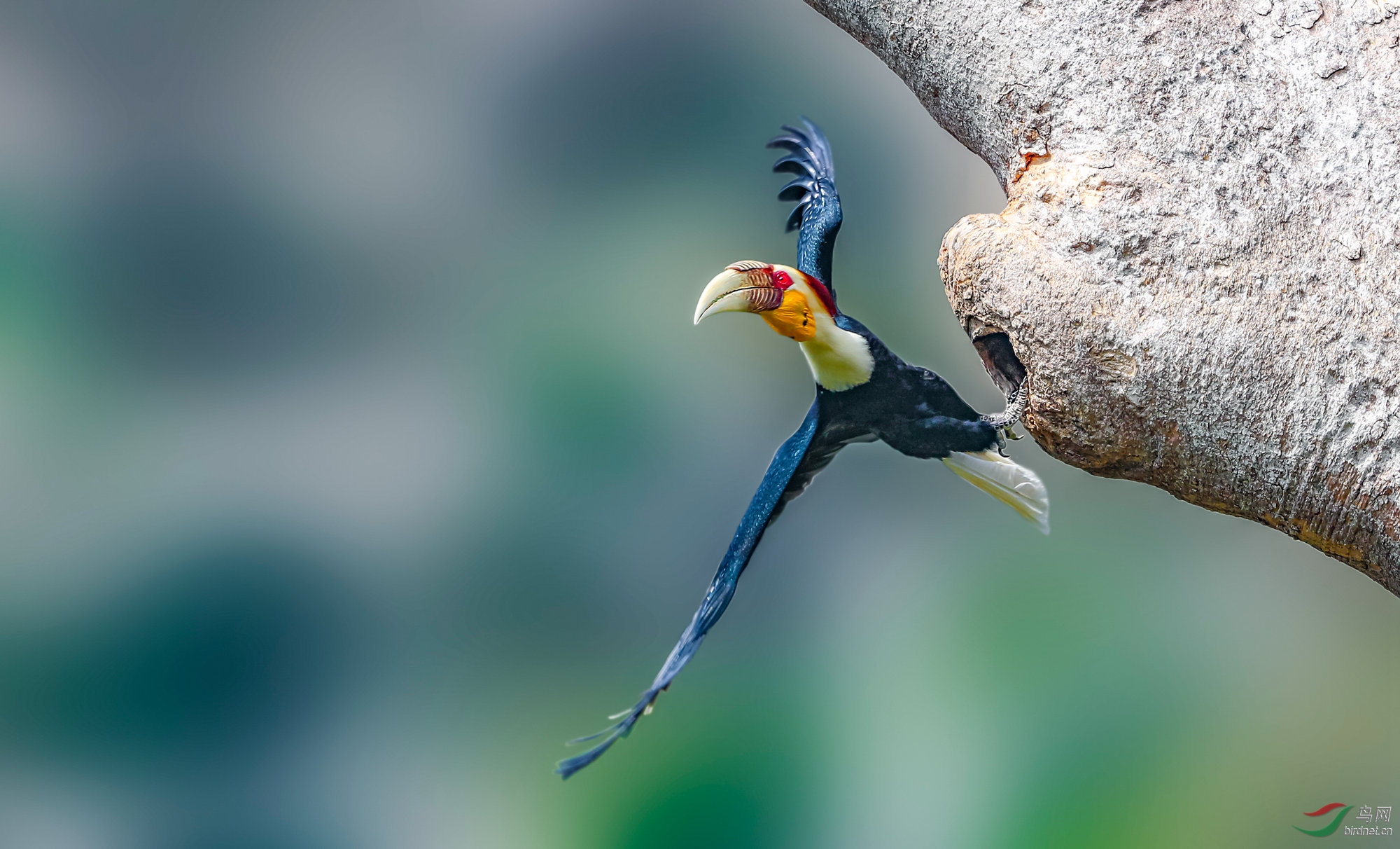 花冠皱盔犀鸟离巢瞬间.